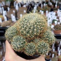 Sulcorebutia crispata L 394