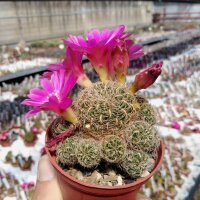 Sulcorebutia crispata fo. ochraspinus