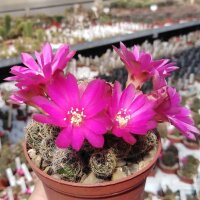 Sulcorebutia crispata fo. ochraspinus