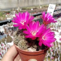 Sulcorebutia crispata fo. ochraspinus