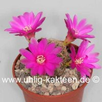 Sulcorebutia crispata fo. ochraspinus