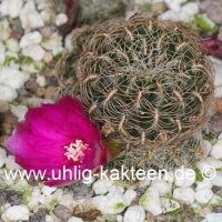 Sulcorebutia crispata fo. ochraspinus
