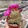 Sulcorebutia crispata fo. ochraspinus