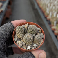 Sulcorebutia crispata v. KK 1154