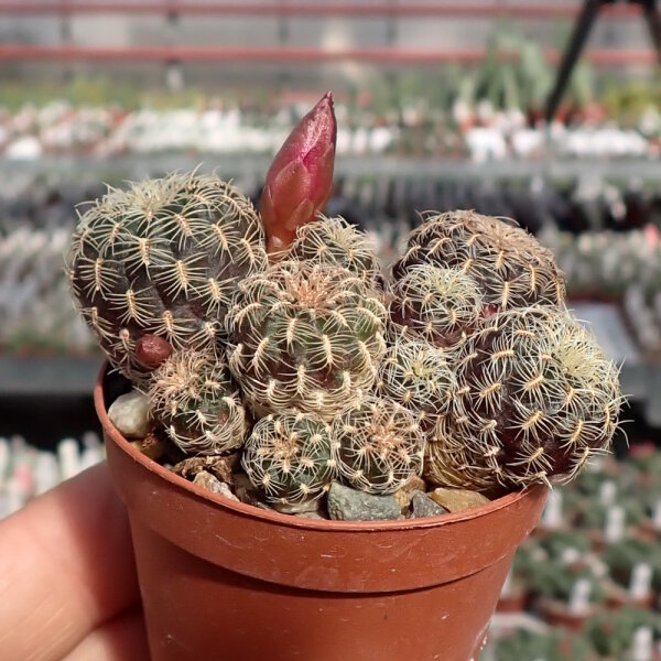 Sulcorebutia crispata v. KK 1266