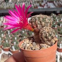 Sulcorebutia crispata v. KK 1266