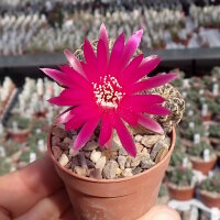 Sulcorebutia crispata v. KK 1266