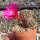 Sulcorebutia crispata v. KK 1266