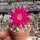 Sulcorebutia crispata v. KK 1266