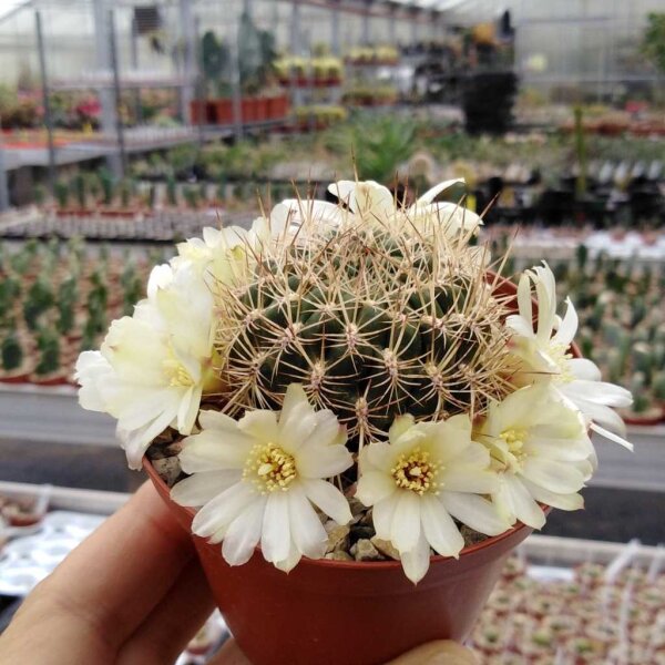 Sulcorebutia cylindrica v. albiflora HS 044a