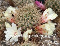 Sulcorebutia cylindrica v. albiflora HS 044a