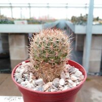 Sulcorebutia cylindrica v. albiflora HS 044a