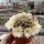 Sulcorebutia cylindrica v. albiflora HS 044a
