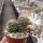 Sulcorebutia cylindrica v. albiflora HS 044a