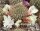 Sulcorebutia cylindrica v. albiflora HS 044a