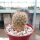 Sulcorebutia cylindrica v. albiflora HS 044a