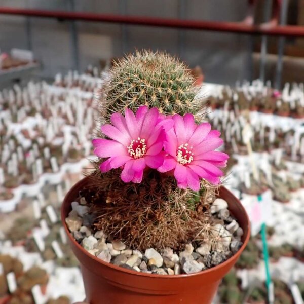 Sulcorebutia cylindrica v. magenta WK 671