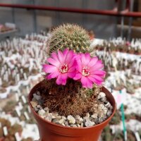 Sulcorebutia cylindrica v. magenta WK 671