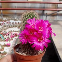 Sulcorebutia cylindrica v. magenta WK 671
