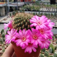Sulcorebutia cylindrica v. magenta WK 671