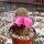 Sulcorebutia cylindrica v. magenta WK 671