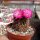 Sulcorebutia cylindrica v. magenta WK 671