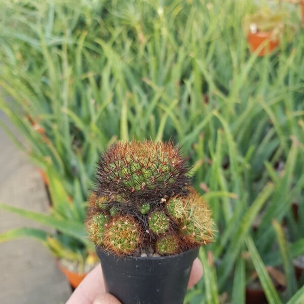 Sulcorebutia flavissima