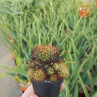 Sulcorebutia flavissima