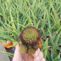 Sulcorebutia flavissima
