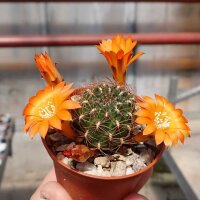 Sulcorebutia frankiana fa. G 47a