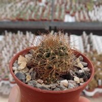 Sulcorebutia frankiana fa. G 47a