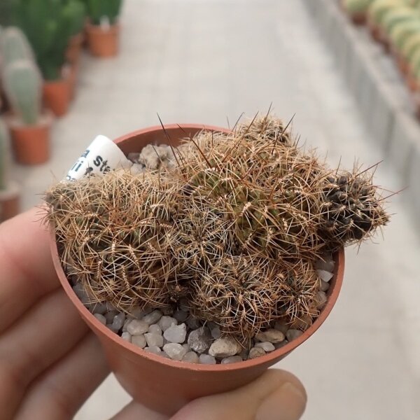 Sulcorebutia steinbachii v. steinbachii fa. WR 249