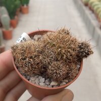 Sulcorebutia steinbachii v. steinbachii fa. WR 249