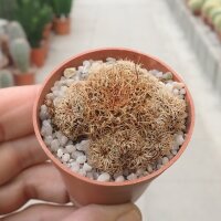 Sulcorebutia steinbachii v. steinbachii fa. WR 249