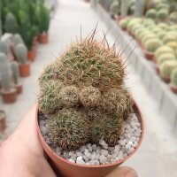 Sulcorebutia steinbachii v. steinbachii fa. WR 249
