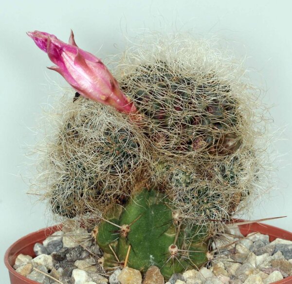 Sulcorebutia hertusii