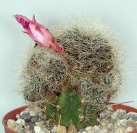 Sulcorebutia hertusii