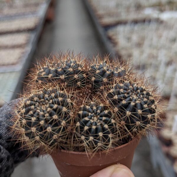 Sulcorebutia hoffmanniana (syn. kruegeri v. hoffmanniana)