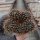 Sulcorebutia hoffmanniana (syn. kruegeri v. hoffmanniana)