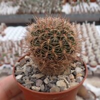 Sulcorebutia kruegerae v. hoffmannii HS 090