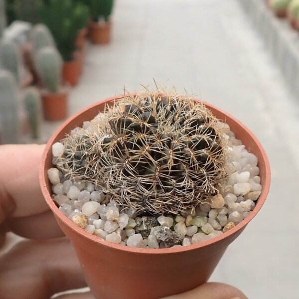 Sulcorebutia kruegerae v. hoffmannii fa. seinoiana WR 612