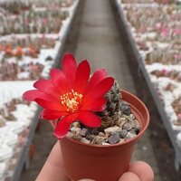 Sulcorebutia losenickyana