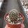 Sulcorebutia losenickyana
