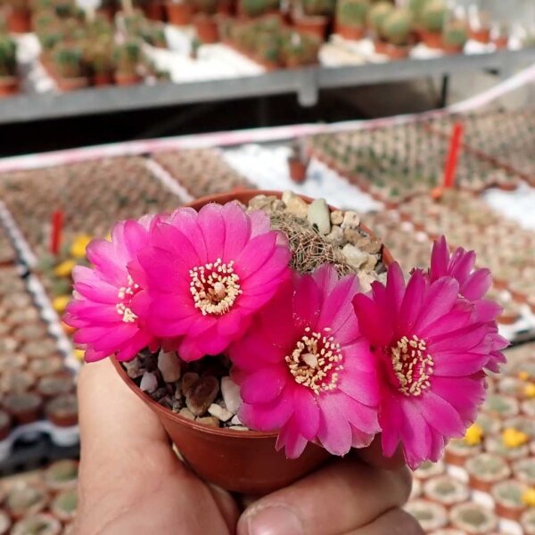 Sulcorebutia mariana v. mariana fa. HS 082