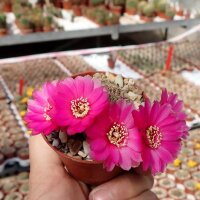 Sulcorebutia mariana v. mariana fa. HS 082