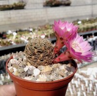 Sulcorebutia mariana v. mariana fa. HS 082