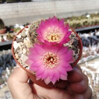 Sulcorebutia mariana v. mariana fa. HS 082