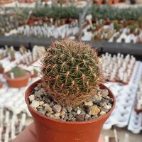 Sulcorebutia mariana v. mariana fa. HS 082