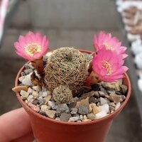 Sulcorebutia mariana v. mariana fa. HS 082