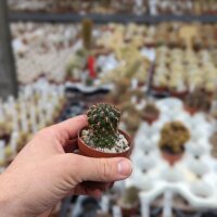 Sulcorebutia mariana v. prantneri HS 081